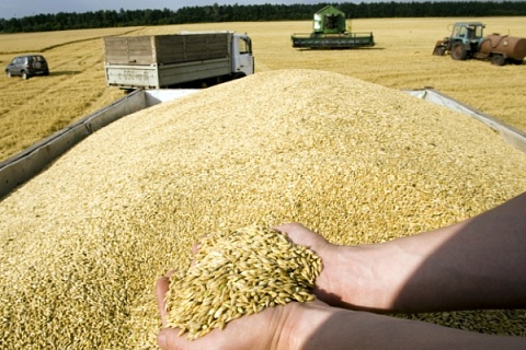 Аналитический центр «Русагротранса» понизил прогноз урожая пшеницы